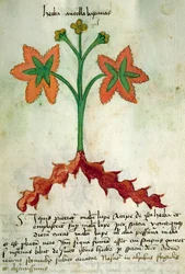 Ms 320 M Fol.13r Herba Antollas Lupanas, Orgione Rizzardon teoksesta "Liber Herbarius una cum rationibus conficiendi medicamenta"