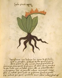 Ms 320 M Fol.28r Herb Santa Maria, The Book of Herbarius sekä Orgione Rizzardon lääkkeiden valmistusmenetelmät