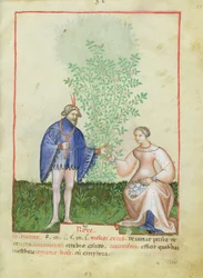 Nouv Acq Lat 1673 fol.83 Roses, Tacuinum Sanitatis, n. 1390-1400