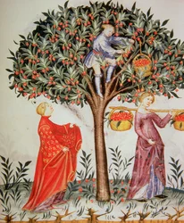 Nova 2644 fol.12r Kirsikoiden poiminta Tacuinum Sanitatis Codex Vindobonensisista