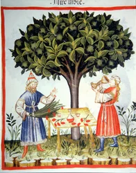 Nova 2644 fol.14r Gathering Nutmeg, valmistaja Tacuinum Sanitatis