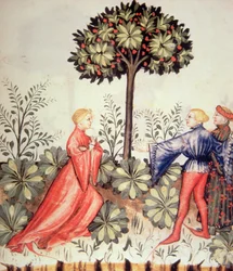 Nova 2644 fol.24r Harvesting Sinappi, valmistaja Tacuinum Sanitatis