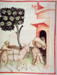 Nova 2644 fol.91v Oliiviöljy: oliivien kuljettaminen, Tacuinum Sanitatis