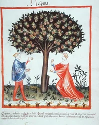 Nove 2644 fol.10v Gathering saksanpähkinät, Tacuinum Hygiene Code Vindobonensis (vellum)
