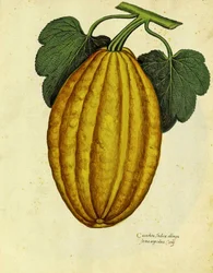Ulisse Aldrovandi pitkulainen squash