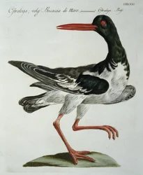 Oyster Catcher, n.1767-76 (käsinvärinen kaiverrus)
