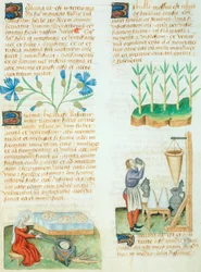 Sivu Dioscorides Pedaniuksen Tractatus de Herbis -kirjasta