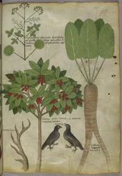 Sloane 4016 f.34 "Treatise on Herbs", n. 1440 (vellum)