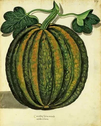 Ulisse Aldrovandin (1522 - 1605) squash, julkaistu Piante Fiori Fruttissa (käsinvärinen kaiverrus).