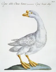 Joutsen, n. 1767-76 (käsinvärinen kaiverrus)