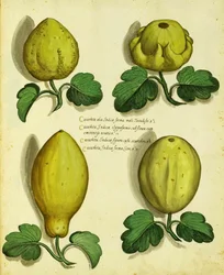 Ulisse Aldrovandin Heirloom Squash -lajikkeet