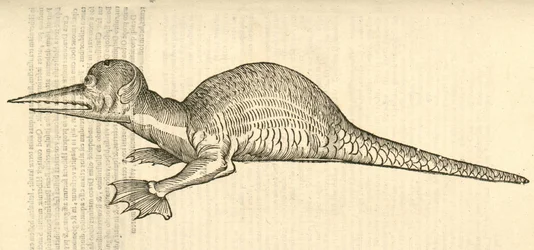 kuva Draco marinus monophthalmos bipesistä Aldrovandis History of Monsters , 1642