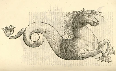 kuva Equus marinus monstrosuksesta Aldrovandis History of Monsters , 1642