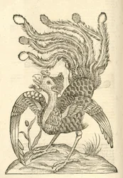 kuva Gallus Indicus auritus tridactylus -lajista Aldrovandis History of Monsters , 1642