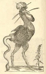 kuva Gallus monstrosuksesta julkaisusta Aldrovandis History of Monsters, 1642