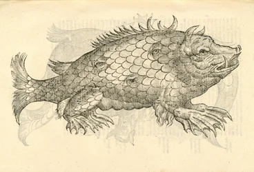 kuva Monstrosus Sur marinuksesta Aldrovandis History of Monsters , 1642