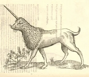kuva Kampurchista Aldrovandus History of Monsters -julkaisusta, 1642