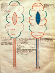 neiti. ASPi, C.M. 15, n. 4r Kaksi symbolista kukkaa, sivu Liber figuratum e le proemissiones gioachimitiche, Joachim of Fiore (n. 1135-1202)