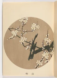 heikko ch? On negatiivinen, Meiji Ella, 1908 (DBock p Hayashi t)