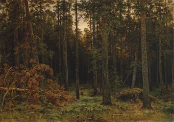 Mäntymetsä, 1885