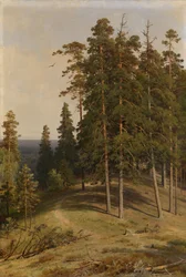 Mäntymetsä, 1895