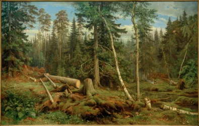 Puunhakkuu