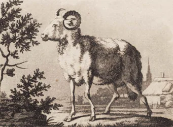 Oinas