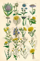 Sivu värikuvituksia British Wild Flowersista J. E. Sowerbyn ja C. P. Johnsonin teoksen jälkeen
