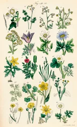 Sivu värikuvituksia British Wild Flowersista J. E. Sowerbyn ja C. P. Johnsonin teoksen jälkeen