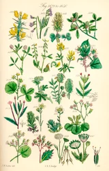 Sivu värikuvituksia British Wild Flowersista J. E. Sowerbyn ja C. P. Johnsonin teoksen jälkeen