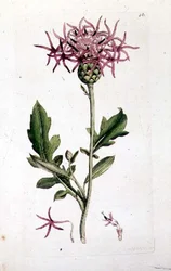 Great Knapweed, "English Botany" -pubin osasta. 1790-1814 (käsinvärinen kaiverrus)
