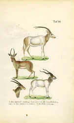 Afrikkalainen antilooppi Lajit