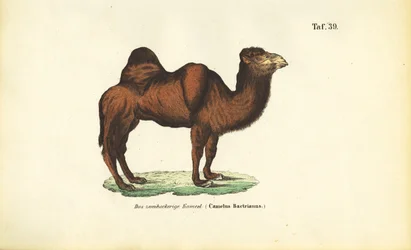 Baktrian kameli