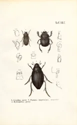 Scarabaeidae- ja Hydrophilidae-sukujen kovakuoriaiset ja anatomiset yksityiskohdat