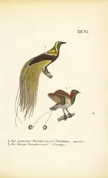 Uuden-Guinean paratiisilinnut