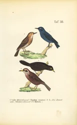Blue Rock Thrush ja Common Blackbird