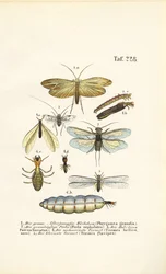 Caddisflies, Stoneflies ja termiitit kehitysvaiheineen