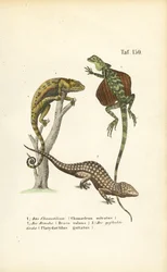 Kameleontti, lentävä lohikäärme ja tokay-gecko