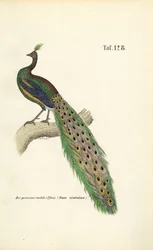 Peafowl