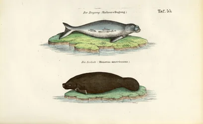 Dugong ja manaatti