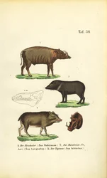 Eksoottiset sikalajit: Babirusa, kauluspecary ja valkohuulinen pecary.