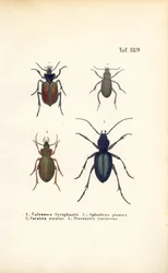Carabidae- ja Platyninae-heimojen maakiitäjäiset