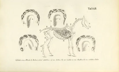 Hevosen anatomia: luuston ja hampaiden kehitys