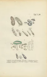 Infusoria: Paramecium, Stentor ja muut sädesienet.