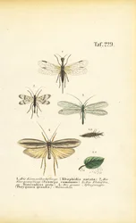 Neuropterans ja niiden kehitysvaiheet