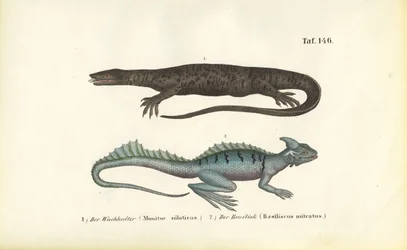 Niilimonitori ja Plumed Basilisk