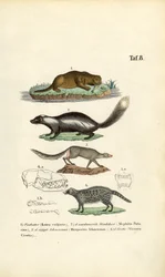 Saukko, haisunäätä, Ichneumon ja Civet kallokuvineen.