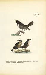Ring Ouzel ja White-throated Dipper