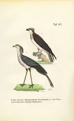 Sihteeri Bird ja Osprey