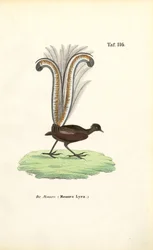 Erinomainen Lyrebird